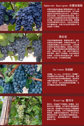 红酒的葡萄种类
