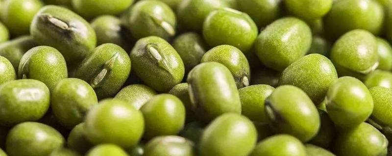 吃绿豆对人体有什么作用