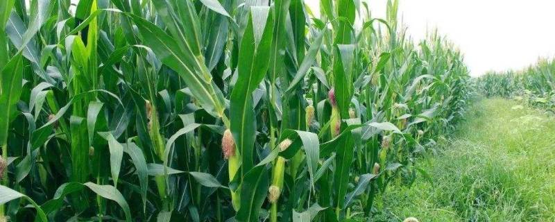 玉米起腻虫是什么原因
