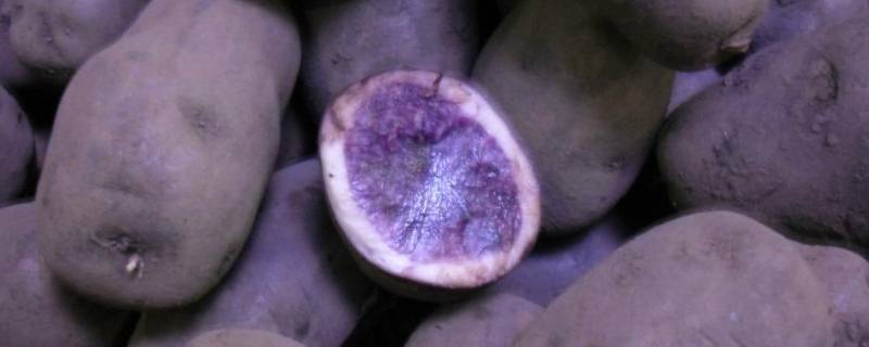 紫土豆是转基因的吗