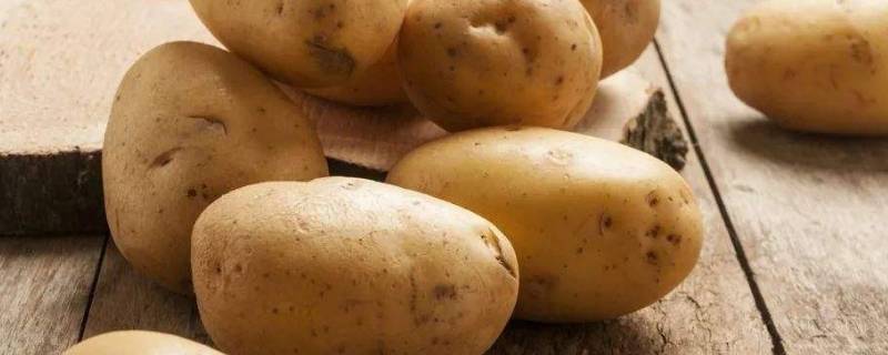 发芽的土豆可以吃吗有没有毒