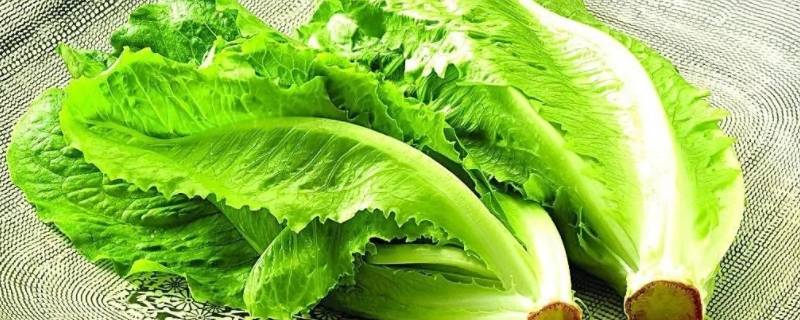 10至30天收成的菜