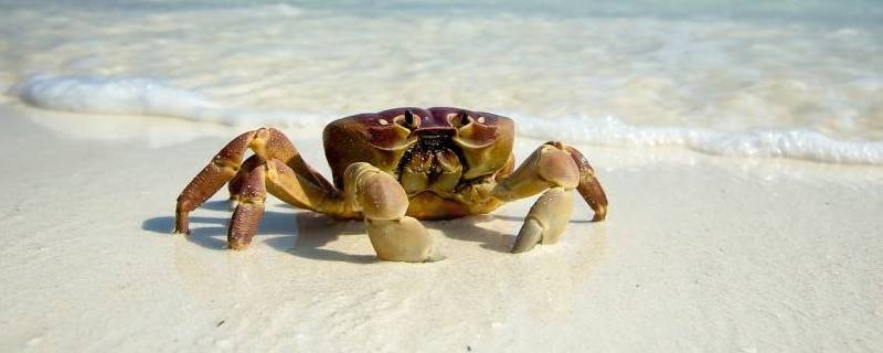 螃蟹可以放水里养着吗