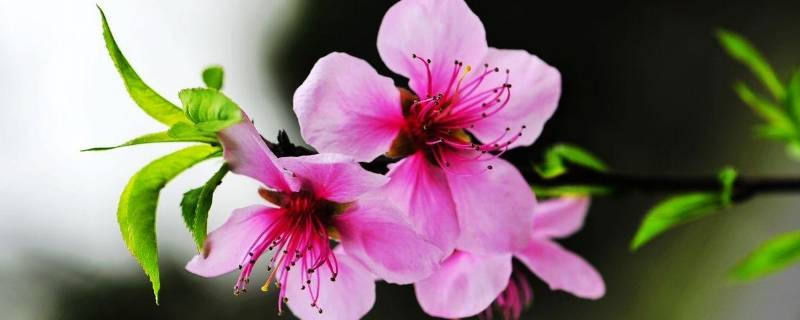 桃花的由来