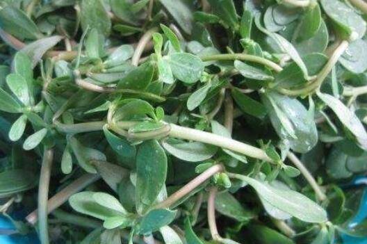麻子菜做法