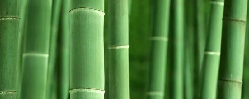 为什么竹子用盐水煮