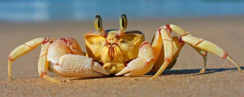 吃了没熟的螃蟹怎么办