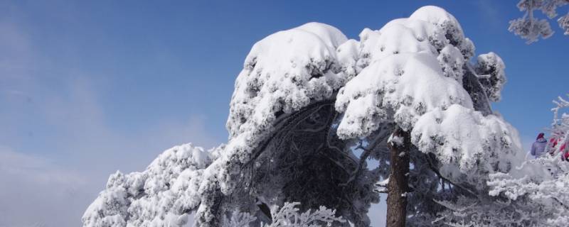 大雪压青松 青松挺且直的意思