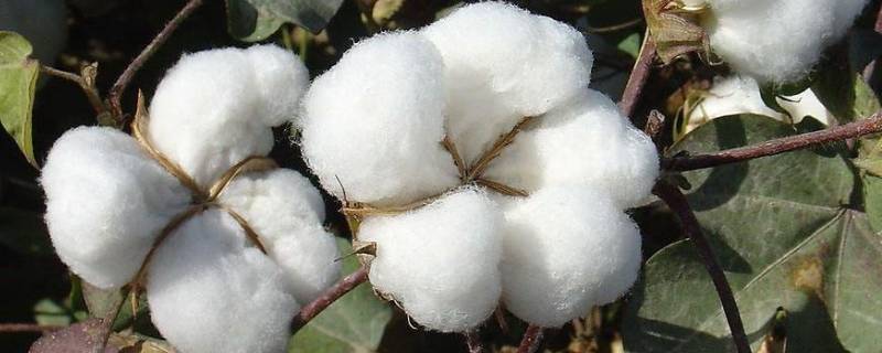 羊毛和棉花灼烧后气味