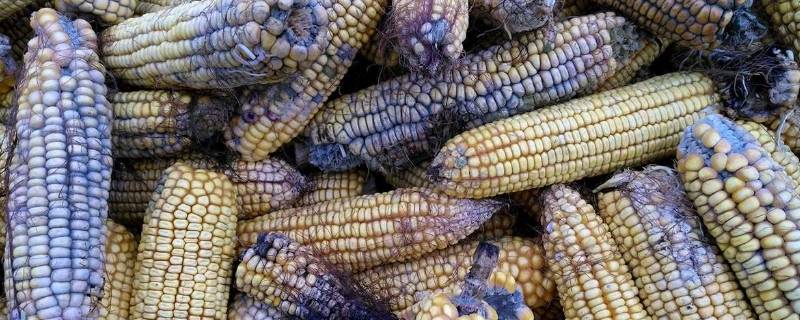 玉米坏了是什么样的