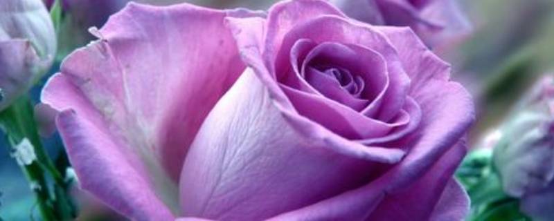紫玫瑰代表什么意思