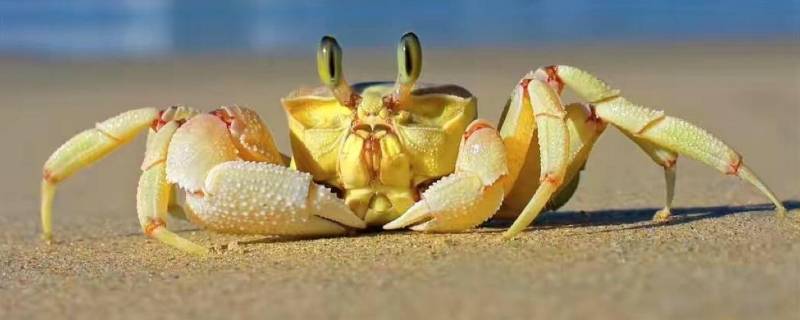 螃蟹可以上高铁不