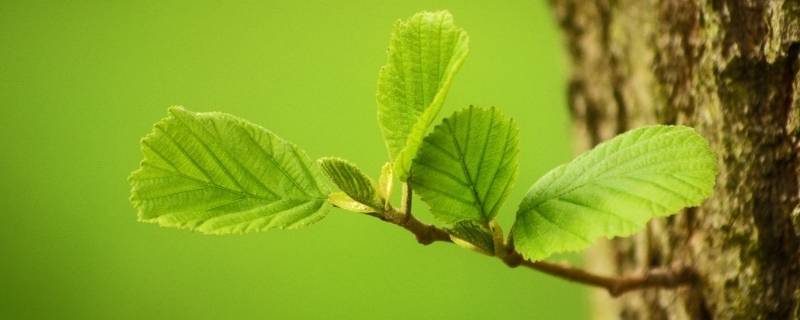 为什么动物会停止生长但植物不会