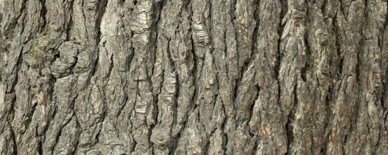 树皮的主要成分是纤维素吗