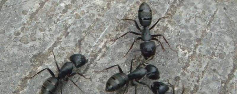 屋里面有蚂蚁用什么办法治