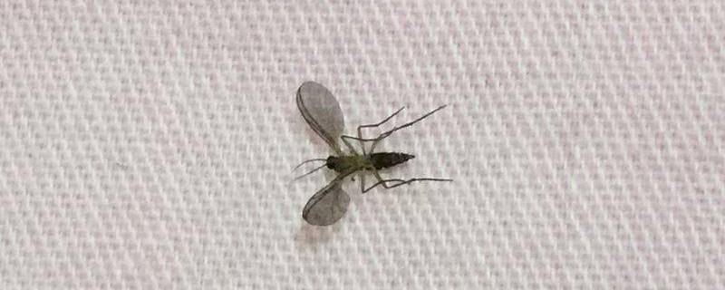 垃圾桶里的小飞虫是长出来的还是飞来的?