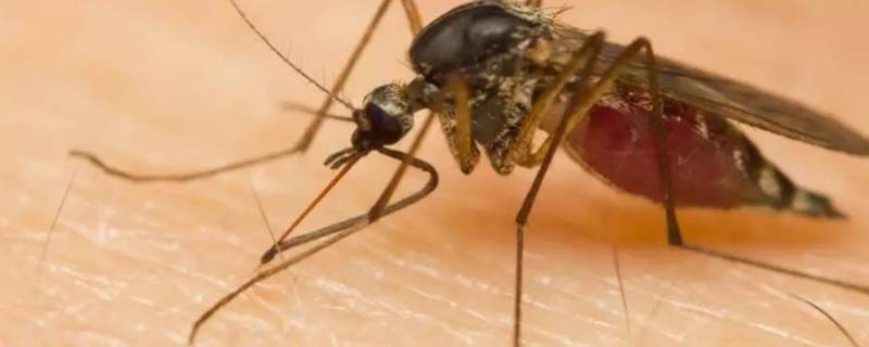 蚊子怕香水味道吗?