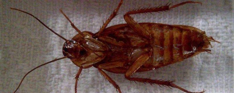 蟑螂为什么会爬到床上