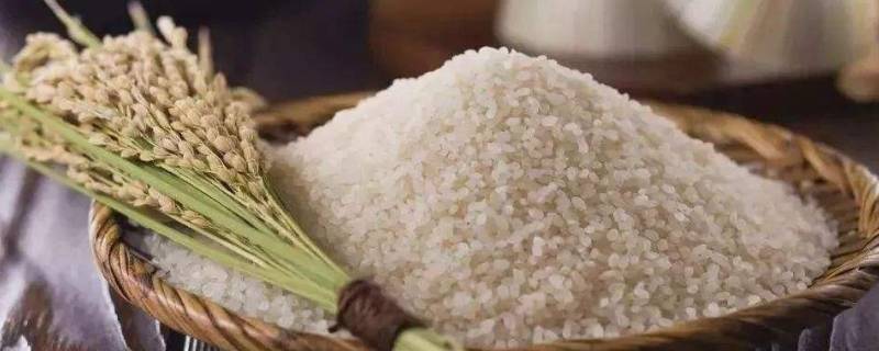 为什么超市大米不生虫