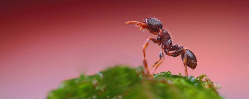 红色蚂蚁怎么除掉