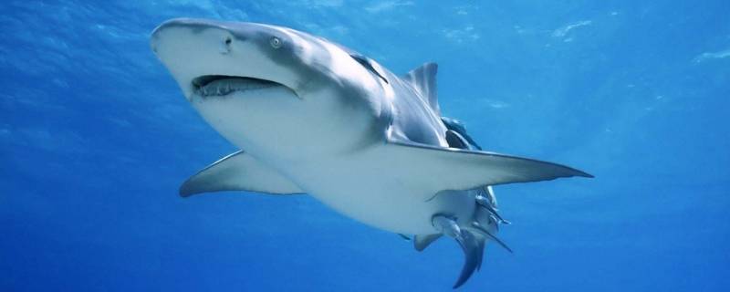 鲨鱼用什么呼吸