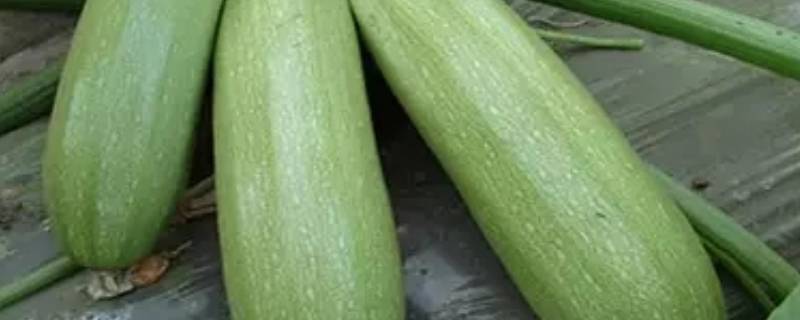 西葫芦怎么吃