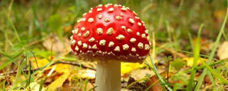 野蘑菇能吃吗,怎么辨别