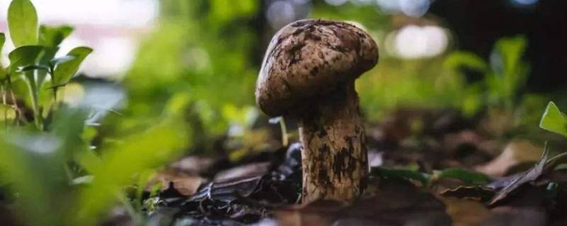 没有冰箱怎么保存松茸