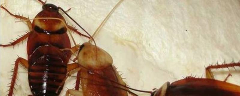 蟑螂怕花露水吗