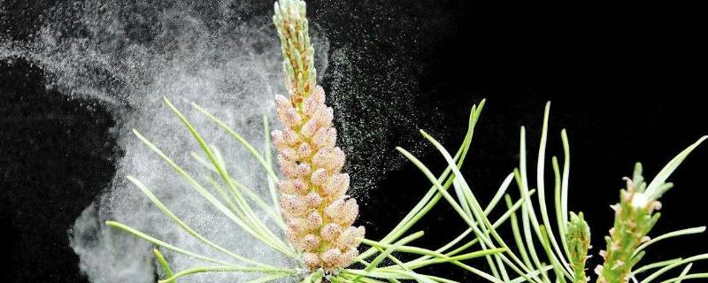 花粉怎么洗掉妙招