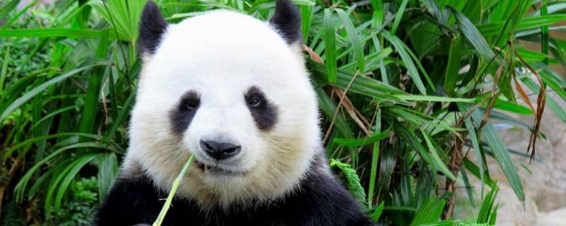 大熊猫为什么被视为中国的国宝
